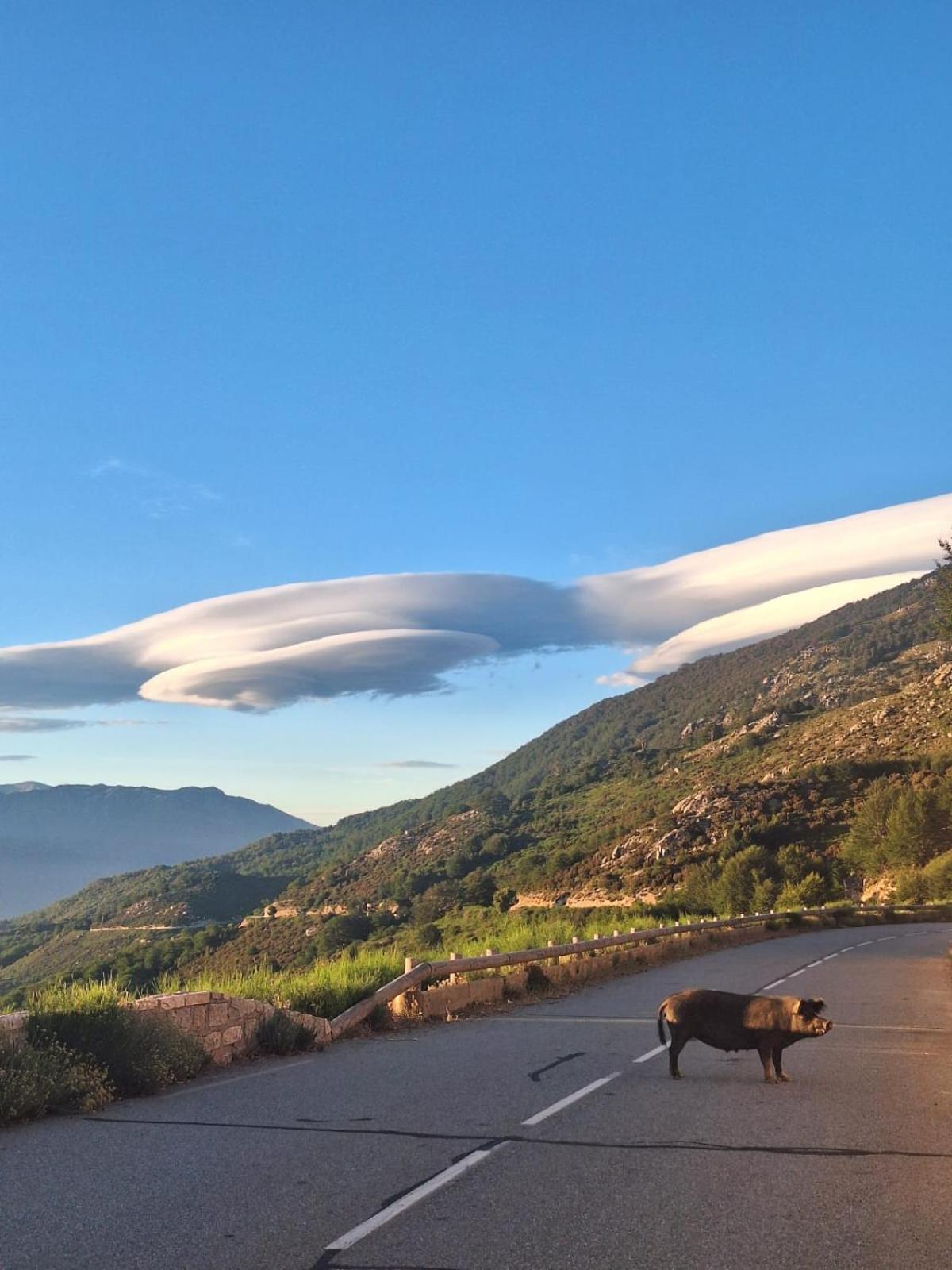 Ferme Auberge Du Col De La Vaccia Olivese エクステリア 写真