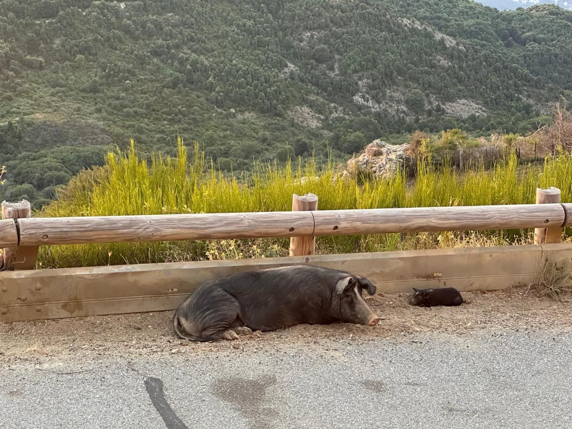 Ferme Auberge Du Col De La Vaccia Olivese エクステリア 写真
